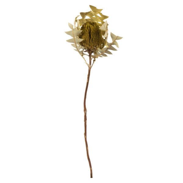 12" BASIL BAXTERI (BANKSIA) FLOWER WITH STEM. INCLUDES 3 STEMS PER PACK, DRIED